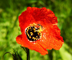 Beautiful red poppy with dew drops. Macro shot.