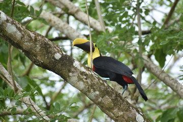 Tucan grande