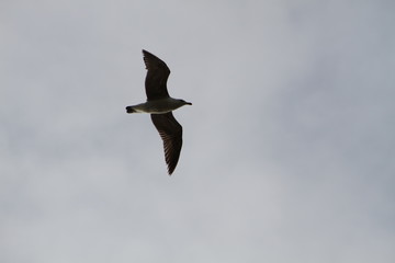 seagull in flight
