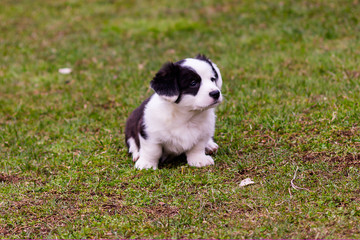 A two-color 1.5-month-old Corgi puppy walks on a green spring lawn.