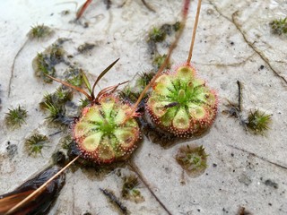 Drosera Burmannii (Sundew) carnivorous plant, flora can eat insect