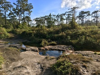 Scenery of nature in the wood walking path side, more green tree and pond with blue sky sunlight...