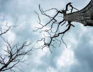 dead tree and bright sky with ashes on sky
