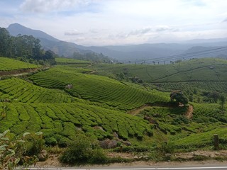Fototapeta premium green tea plantation