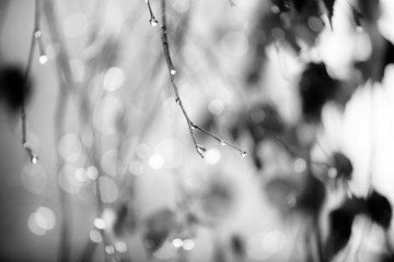Branch of birch with raindrops - selective focus  Black & White