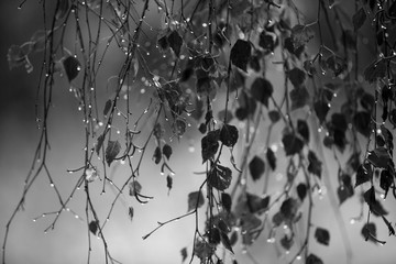 Branch of birch with raindrops - selective focus  Black & White - 346380687