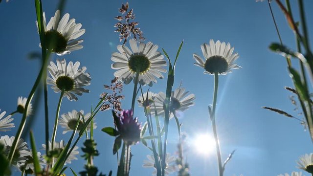 Ground view of blooming daisy with blue sky and sun in the background