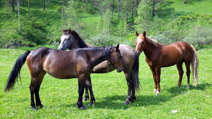 three horses grazing in a meadow