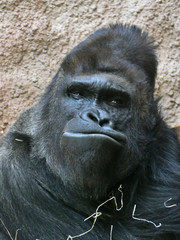 Portrait of male gorilla from Africa in zoo