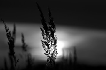 Setting sun Black & White