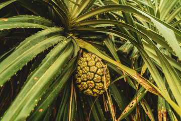 Tropikalny dziki owoc, ananas.