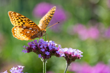 fritillary butterfly on top of purpletop flower