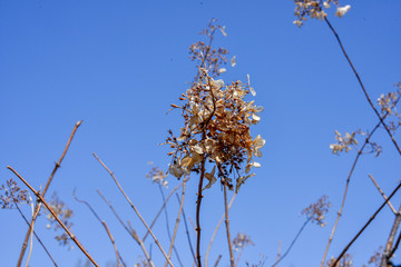tree branches against blue sky