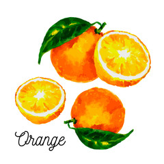 Watercolor orange. Citrus. Recent watercolor paintings of organic food. Fresh exotic fruit.
