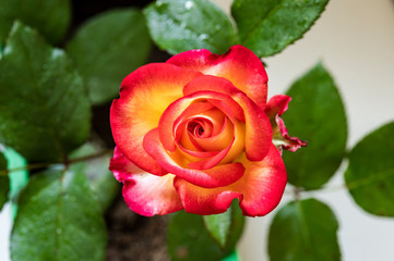 rose multicolore