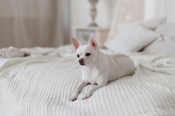Small white cute Chihuahua dog resting on bed on a sunny day on white knitted blanket.