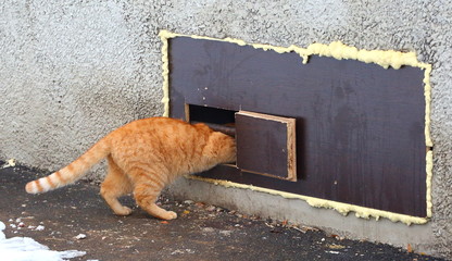 Red cat squeezes into a narrow cat hole in the basement window