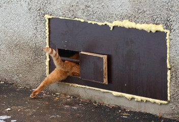Red cat squeezes into a narrow cat hole in the basement window