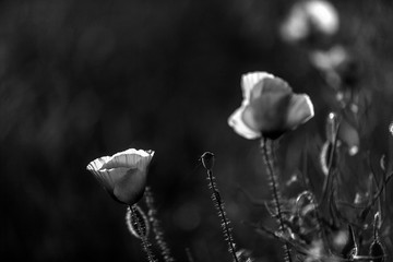 Poppy in the field at dawn  Black & White