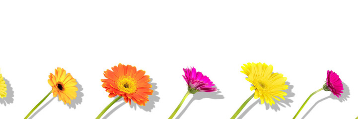 Floral arranged composition with different colors gerbera flowers with shadow on white background. Flat lay pattern, top view.