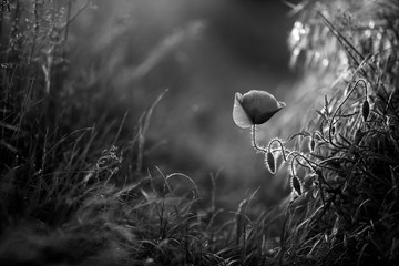 Poppy in the field at dawn  Black & White