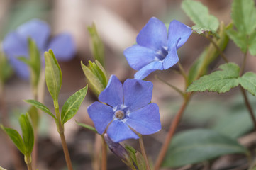 Vinca minor flowers in a spring park