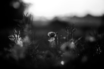Poppy in the field at dawn  Black & White