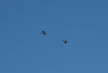Two mallard ducks flying over rice field