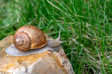 Grape snail on a stone on a blurred background, illuminated by the sun.