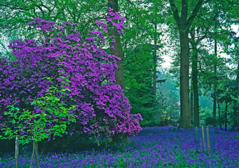 Spring woodland garden with colourful Purple  Azaleas and bluebells