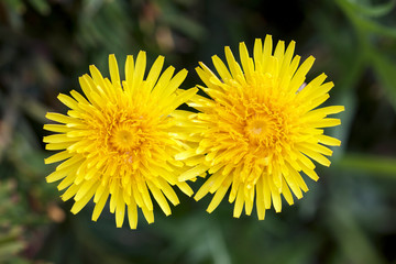 yellow dandelion flower