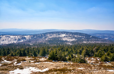 Snow and conifers in the Harz Mountains in winter.
