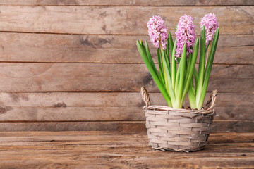 Basket with beautiful hyacinth flowers on wooden background