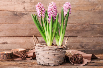 Basket with beautiful hyacinth flowers on wooden background