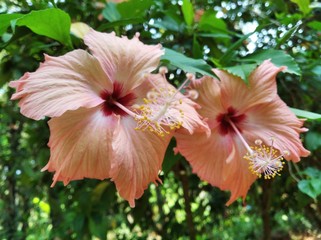 pink hibiscus flower