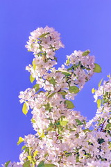 Blooming apple tree close-up on a background of blue sky