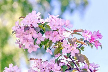 Blooming apple tree close-up on a background of blue sky