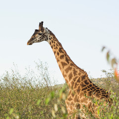 A Rothschild Giraffe in Masai Mara, Kenya on a September evening