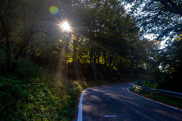 trail in the forest in panoramic view