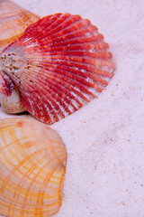 Close-up of shells and sand. A variety of colored shells.
