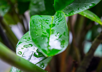 Juicy greens with water droplets