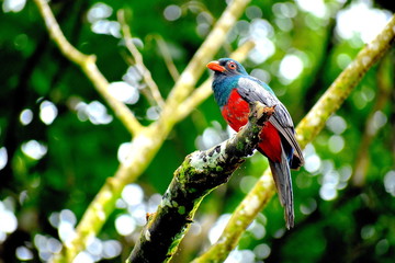 Trogon 