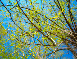 The first green leaves on the branches against the blue cloudless sky