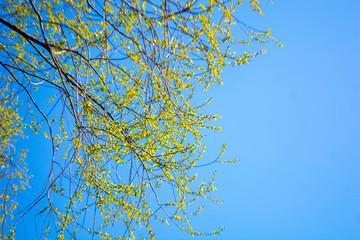 The first green leaves on the branches against the blue cloudless sky