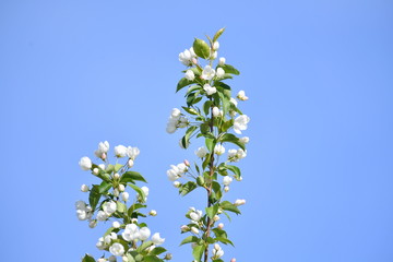 spring, blooming dereya, plants, green field, park, flower, green background