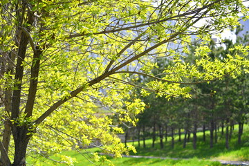 Naklejka premium spring, blooming dereya, plants, green field, park, flower, green background