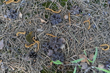 bump, bump on the ground, ground, background,