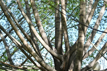 spring, blooming dereya, plants, green field, park, flower, green background
