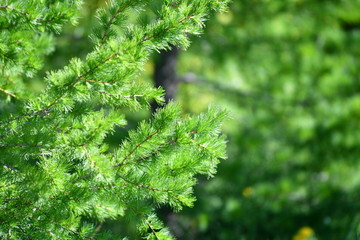 spring, blooming dereya, plants, green field, park, flower, green background