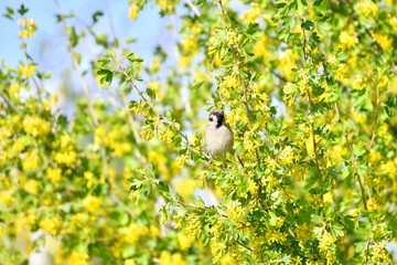bird. nightingale. sparrow. a tree. tree. Spring . bird on a tree. cone. tree. green tree. green background . background . Spring. summer